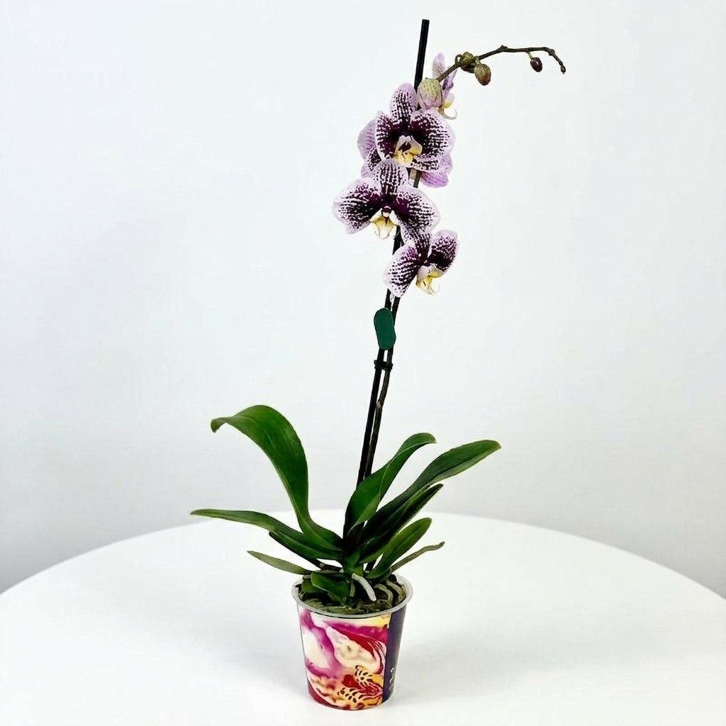 Цветок в горшке «Дикая грация»